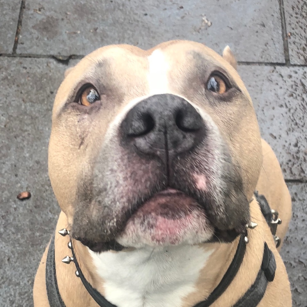 Meet your Posher, Pat